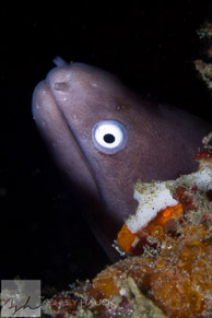White-eyed moray eel / Anilao, Batangas, Philippines: White-eyed moray eel (Siderea thyrsoidea)