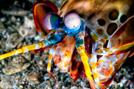 Mantis Shrimp / Anilao, Batangas, Philippines: Mantis Shrimp