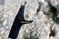 Juvenile Ribbon Eel / Anilao, Batangas, Philippines: Juvenile Ribbon Eel