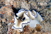 'Doriprismatica'
atromarginata nudibranch / Anilao, Batangas, Philippines:  'Doriprismatica'
atromarginata nudibranch