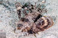 Spiny Devilfish (Inimicus didactylus) / Anilao, Batangas, Philippines: Spiny Devilfish (Inimicus didactylus)