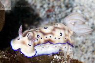Hypselodoris tryoni nudibranch / Anilao, Batangas, Philippines: Hypselodoris tryoni nudibranch
