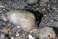 Cuttlefish / Anilao, Batangas, Philippines: Cuttlefish