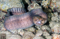 Moray Eel / Anilao, Batangas, Philippines: Moray Eel