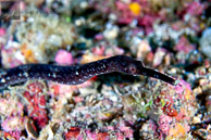 Pipefish / Anilao, Batangas, Philippines: Pipefish