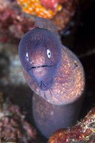 Moray Eel / Anilao, Batangas, Philippines: Moray Eel