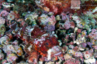 Scorpionfish / Anilao, Batangas, Philippines: Scorpionfish