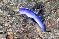 Blue Ribbon Eel / Anilao, Batangas, Philippines: Blue Ribbon Eel