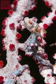 Pygmy Seahorse / Anilao, Batangas, Philippines: Pygmy seahorse