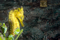Yellow thorny seahorse / Anilao, Batangas, Philippines: Yellow thorny seahorse