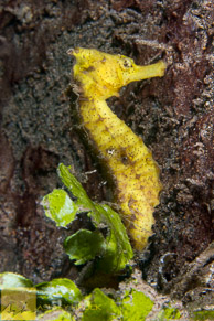 Yellow thorny seahorse / Anilao, Batangas, Philippines: Yellow thorny seahorse