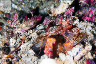 Gorlock Mantis Shrimp / Anilao, Batangas, Philippines: Gorlock Mantis Shrimp