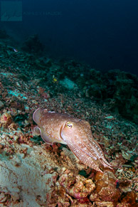 Cuttlefish / Anilao, Batangas, Philippines: Cuttlefish