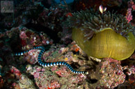 Sea Snake and Anemonefish / Anilao, Batangas, Philippines: Sea snake and anemonefish