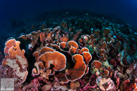 Stony coral / Anilao, Batangas, Philippines: Stony Coral