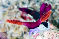 Nembrotha chamberlaini nudibranch / Anilao, Batangas, Philippines: Nembrotha chamberlaini nudibranch