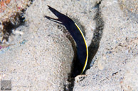 Black Juvenile Ribbon Eel / Anilao, Batangas, Philippines: Juvenile Ribbon Eel
