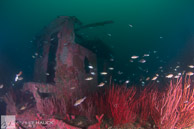 Cape Charles Wreck