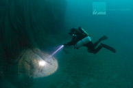 Ghost nets on the Infidel wreck