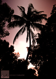 Palm silhouette, Key Largo, Florida