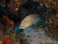 Grouper at Mike's Reef, Nassau, Bahamas