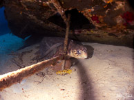 Turtle at James Bond Wrecks, Nassau, Bahamas