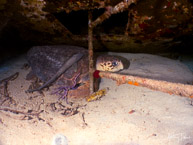 Turtle at James Bond Wrecks, Nassau, Bahamas