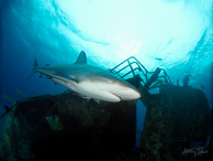 Stuart's Cove shark dive, Nassau, Bahamas