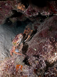Channel Clinging Crab, Sand Chute, Nassau, Bahamas