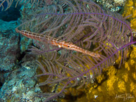 Trumpetfish at Sand Chute, Nassau, Bahamas