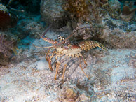 Lobster, Nassau, Bahamas