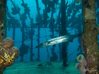 Barracuda on the Willaurie wreck, Nassau, Bahamas