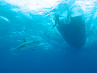 Stuart's Cove shark dive, Nassau, Bahamas