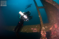 Technical diver and sea lions on Elly Oil Rig