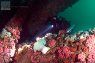 Diver on Elly oil rig
