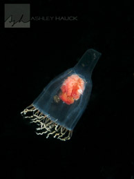 Jellyfish on Eureka Oil Rig