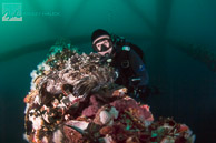 Diver and cabezon on Elly oil rig