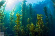 Catalina, Ship Rock Kelp / Ship Rock, Catalina Island, California: Sun rays streaming through the kelp forest
