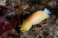 Doriopsilla albopunctata nudibranch / Doriopsilla albopunctata nudibranch