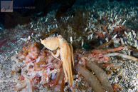 Red Octopus / Catalina Island, California: Red Octopus