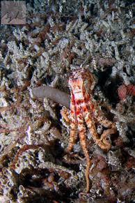 Red Octopus / Catalina Island, California: Red Octopus