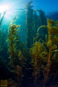 Sun shining through the kelp canopy / Two Harbors, Catalina, California: Sunlight streaming through the canopy of the kelp forest.