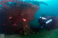 Under the prop guards on the stern section of the Hogan wreck