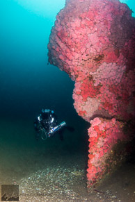 DIver on the Stern of the Hogan Wreck / San Diego, California: A diver on the stern of the USS Hogan wreck near the US-Mexico Border.