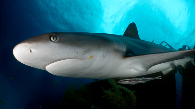 Shark Diving in Nassau, Bahamas