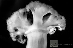 Eureka Metridium in Black and White / Huntington Beach, California: White Plumose Anemone (Metridium farcimen) on Eureka oil rig
