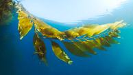 Underwater Fine Art Prints