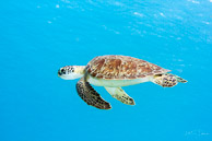 Sea turtle, Curaçao