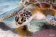 Sea turtle, Curaçao
