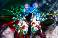 Mantis Shrimp / Anilao, Batangas, Philippines: Mantis Shrimp
